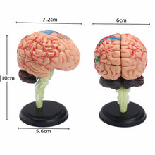 Load image into Gallery viewer, "4D Anatomical Human, Brain Model Anatomy Medical Teaching Tool Toy Statues Sculptures Medical School Use 7.2*6*10cm "