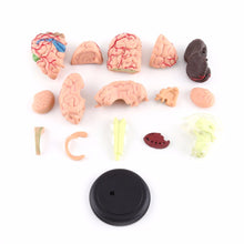 Load image into Gallery viewer, "4D Anatomical Human, Brain Model Anatomy Medical Teaching Tool Toy Statues Sculptures Medical School Use 7.2*6*10cm "
