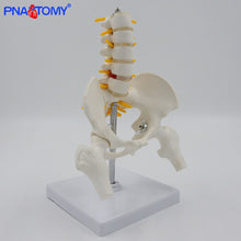 Load image into Gallery viewer, 1/2 Life Size Human Pelvic With Five Lumbar Vertebrae and Femur Model Orthopedics Spinal Column Spine Model Skeleton Anatomy
