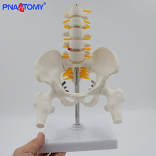 Load image into Gallery viewer, 1/2 Life Size Human Pelvic With Five Lumbar Vertebrae and Femur Model Orthopedics Spinal Column Spine Model Skeleton Anatomy
