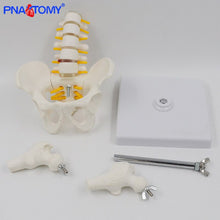 Load image into Gallery viewer, 1/2 Life Size Human Pelvic With Five Lumbar Vertebrae and Femur Model Orthopedics Spinal Column Spine Model Skeleton Anatomy
