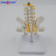 Load image into Gallery viewer, 1/2 Life Size Human Pelvic With Five Lumbar Vertebrae and Femur Model Orthopedics Spinal Column Spine Model Skeleton Anatomy
