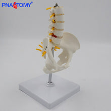 Load image into Gallery viewer, 1/2 Life Size Human Pelvic With Five Lumbar Vertebrae and Femur Model Orthopedics Spinal Column Spine Model Skeleton Anatomy
