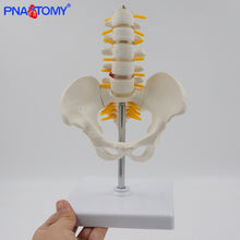 Load image into Gallery viewer, 1/2 Life Size Human Pelvic With Five Lumbar Vertebrae and Femur Model Orthopedics Spinal Column Spine Model Skeleton Anatomy
