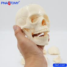 Load image into Gallery viewer, 1/2 Life Size Skull Model 15 Parts Human Detachable Skull Anatomical Model Educational Equipment Teaching Resources Medical
