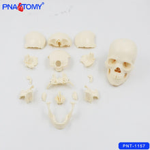 Load image into Gallery viewer, 1/2 Life Size Skull Model 15 Parts Human Detachable Skull Anatomical Model Educational Equipment Teaching Resources Medical
