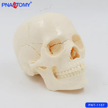 Load image into Gallery viewer, 1/2 Life Size Skull Model 15 Parts Human Detachable Skull Anatomical Model Educational Equipment Teaching Resources Medical
