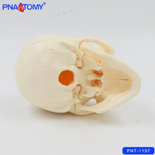 Load image into Gallery viewer, 1/2 Life Size Skull Model 15 Parts Human Detachable Skull Anatomical Model Educational Equipment Teaching Resources Medical
