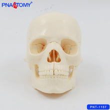 Load image into Gallery viewer, 1/2 Life Size Skull Model 15 Parts Human Detachable Skull Anatomical Model Educational Equipment Teaching Resources Medical
