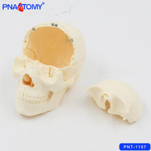 Load image into Gallery viewer, 1/2 Life Size Skull Model 15 Parts Human Detachable Skull Anatomical Model Educational Equipment Teaching Resources Medical
