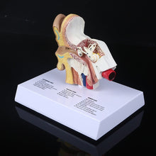 Load image into Gallery viewer, 1.5 Times Life Size Human Ear Model Scientific Anatomy Teaching Supplies Anatomical Study Display Professional
