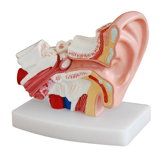 1.5 times Human Ear Anatomy Model Showing Organs structure of the Central and External Ears Medical teaching student supplies