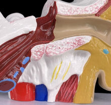 Load image into Gallery viewer, 1.5 times Human Ear Anatomy Model Showing Organs structure of the Central and External Ears Medical teaching student supplies
