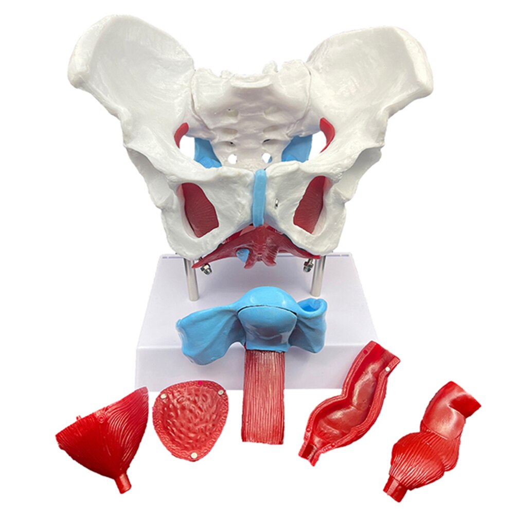 1 Pcs Female Pelvic Uterus Human Pelvic Floor Muscle Model Anatomy Skeleton Trauma Nursing Manikin Training