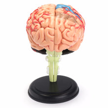 Load image into Gallery viewer, &quot;4D Anatomical Human, Brain Model Anatomy Medical Teaching Tool Toy Statues Sculptures Medical School Use 7.2*6*10cm &quot;
