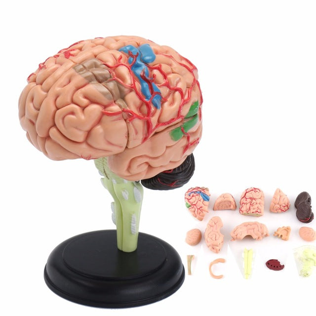 "4D Anatomical Human, Brain Model Anatomy Medical Teaching Tool Toy Statues Sculptures Medical School Use 7.2*6*10cm "
