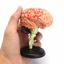 Load image into Gallery viewer, &quot;4D Anatomical Human, Brain Model Anatomy Medical Teaching Tool Toy Statues Sculptures Medical School Use 7.2*6*10cm &quot;
