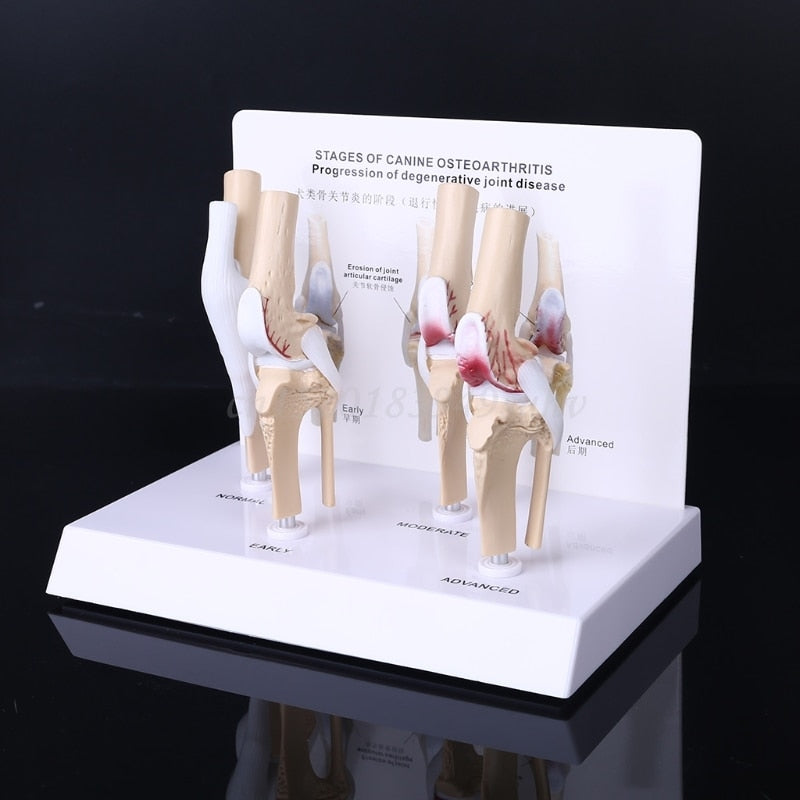 Animal Dog Canine Knee Joint Model Skeleton Veterinary Teaching Research Display Instrument Study Teaching Tool