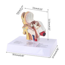 Load image into Gallery viewer, 1.5 Times Life Size Human Ear Model Scientific Anatomy Teaching Supplies Anatomical Study Display Professional
