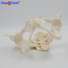 Load image into Gallery viewer, Human anatomy features hip, Sacrum and tailbone Scientific female pelvis model, Movable,Elastic cord link, Life size pelvis,
