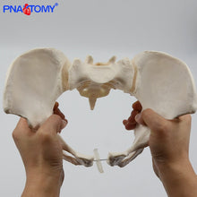 Load image into Gallery viewer, Human anatomy features hip, Sacrum and tailbone Scientific female pelvis model, Movable,Elastic cord link, Life size pelvis,
