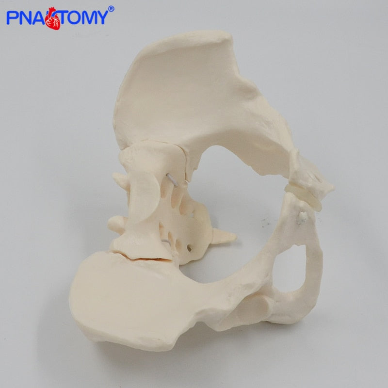 Human anatomy features hip, Sacrum and tailbone Scientific female pelv ...