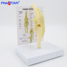 Load image into Gallery viewer, Life Size Canine Knee Model Dog Joint Anatomical Model with Key Card Manual Animal Skeleton Anatomy Medical Science Gift
