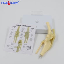 Load image into Gallery viewer, Life Size Canine Knee Model Dog Joint Anatomical Model with Key Card Manual Animal Skeleton Anatomy Medical Science Gift
