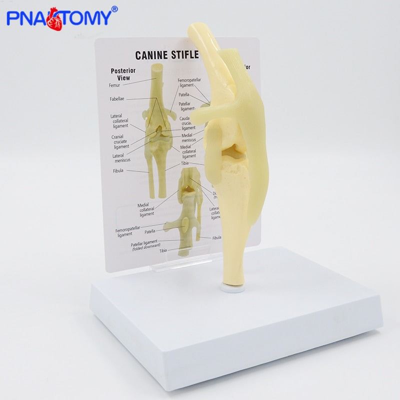 Life Size Canine Knee Model Dog Joint Anatomical Model with Key Card Manual Animal Skeleton Anatomy Medical Science Gift