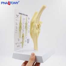 Load image into Gallery viewer, Life Size Canine Knee Model Dog Joint Anatomical Model with Key Card Manual Animal Skeleton Anatomy Medical Science Gift
