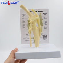 Load image into Gallery viewer, Life Size Canine Knee Model Dog Joint Anatomical Model with Key Card Manual Animal Skeleton Anatomy Medical Science Gift
