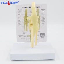 Load image into Gallery viewer, Life Size Canine Knee Model Dog Joint Anatomical Model with Key Card Manual Animal Skeleton Anatomy Medical Science Gift
